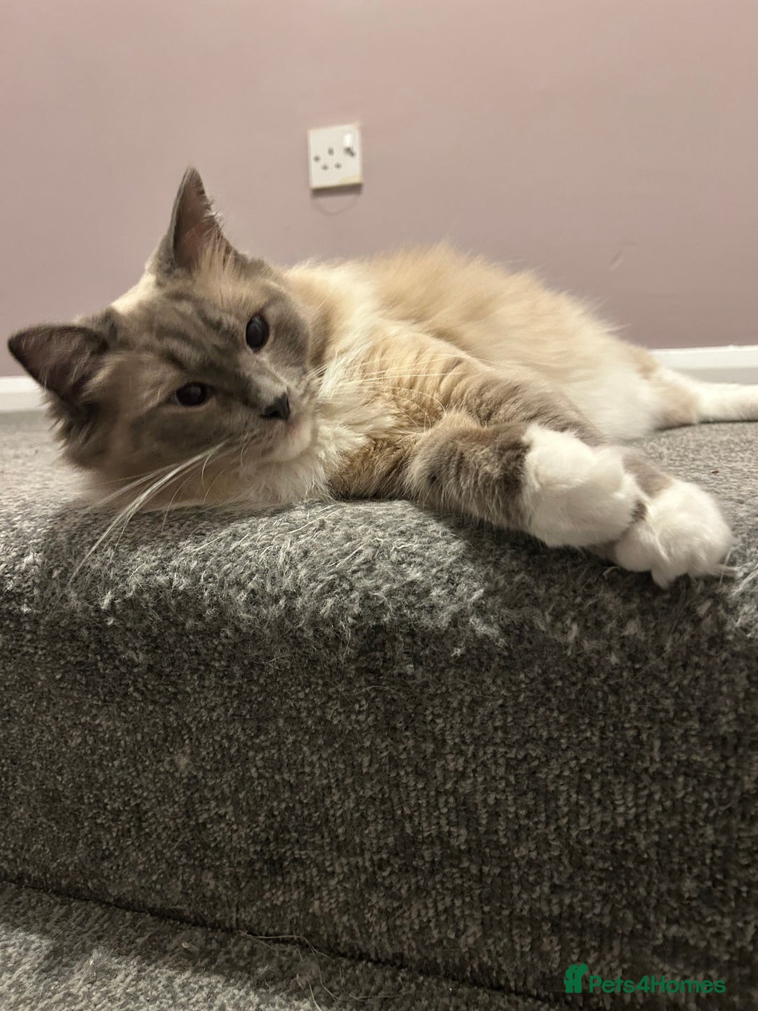 Ragdoll cats for sale: 2 yr old neutered blue mitted ragdoll - Image 11