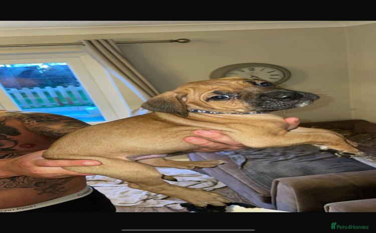 Cane Corso dogs - Advert 1