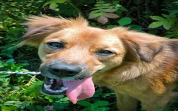 Mixed Breed dogs for adoption: 🐶💖 MIAH 💖🐶 - Image 19