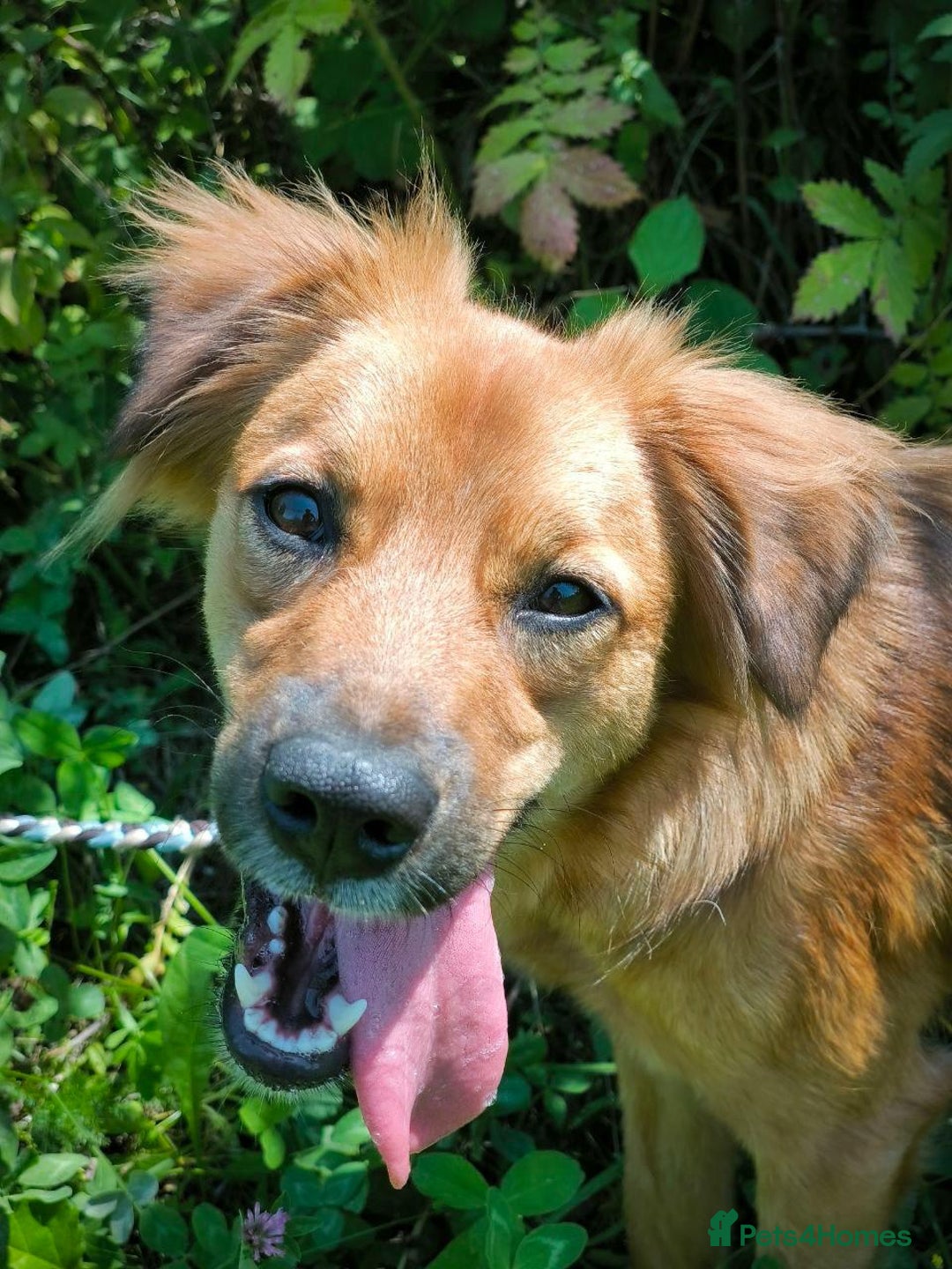 Mixed Breed dogs for adoption: 🐶💖 MIAH 💖🐶 - Image 19