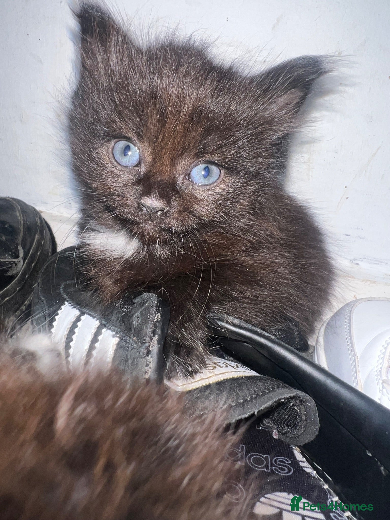 Mixed Breed cats Two Black Mixed Breed Kittens - Advert 8