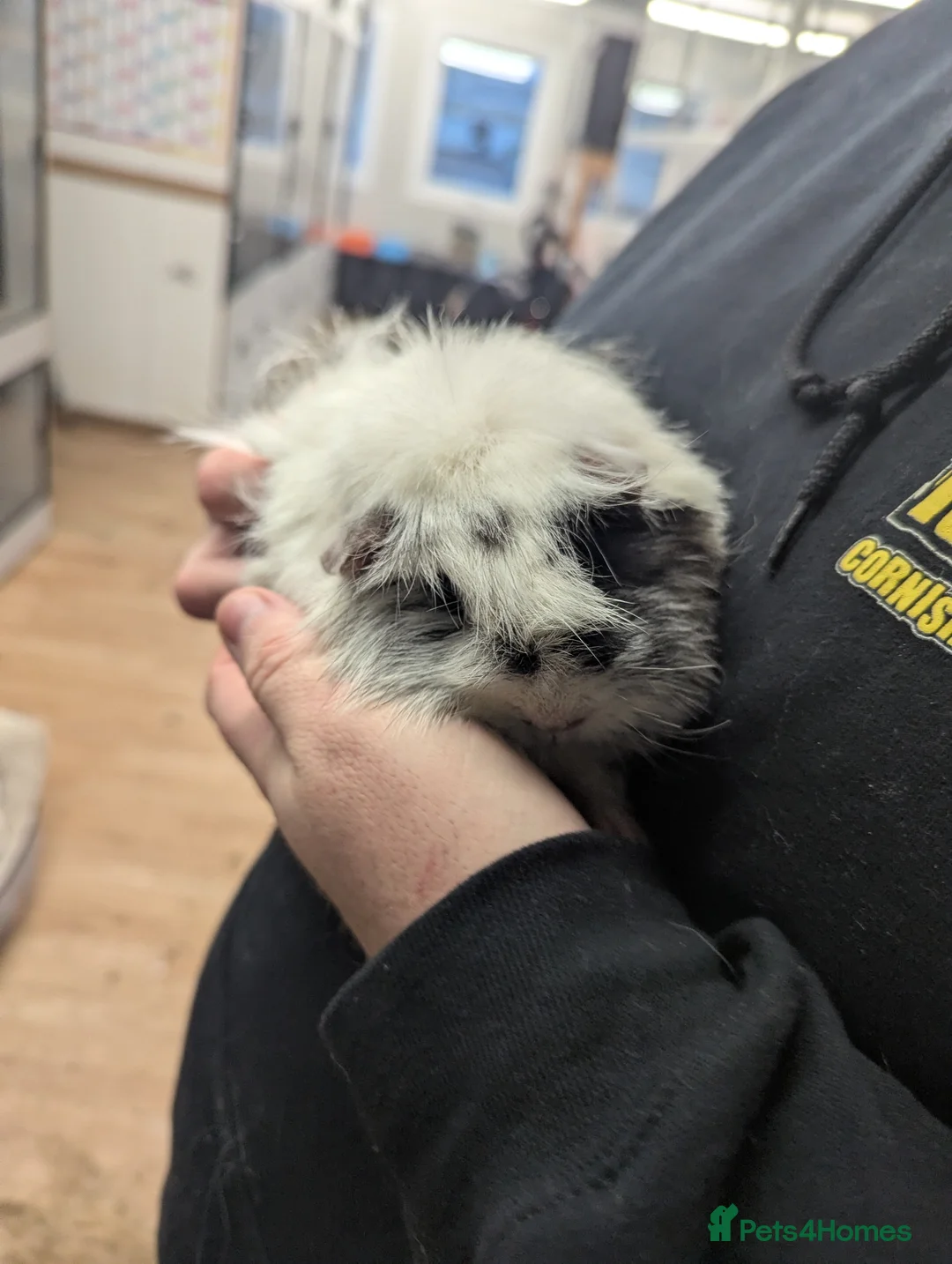 Guinea Pig rodents for sale: 2 Peruvian girls. Pure breed. Price is for both! - Advert 5