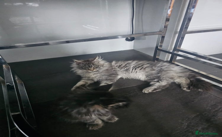 Maine Coon cats MAINE COON KITTENS - Advert 2