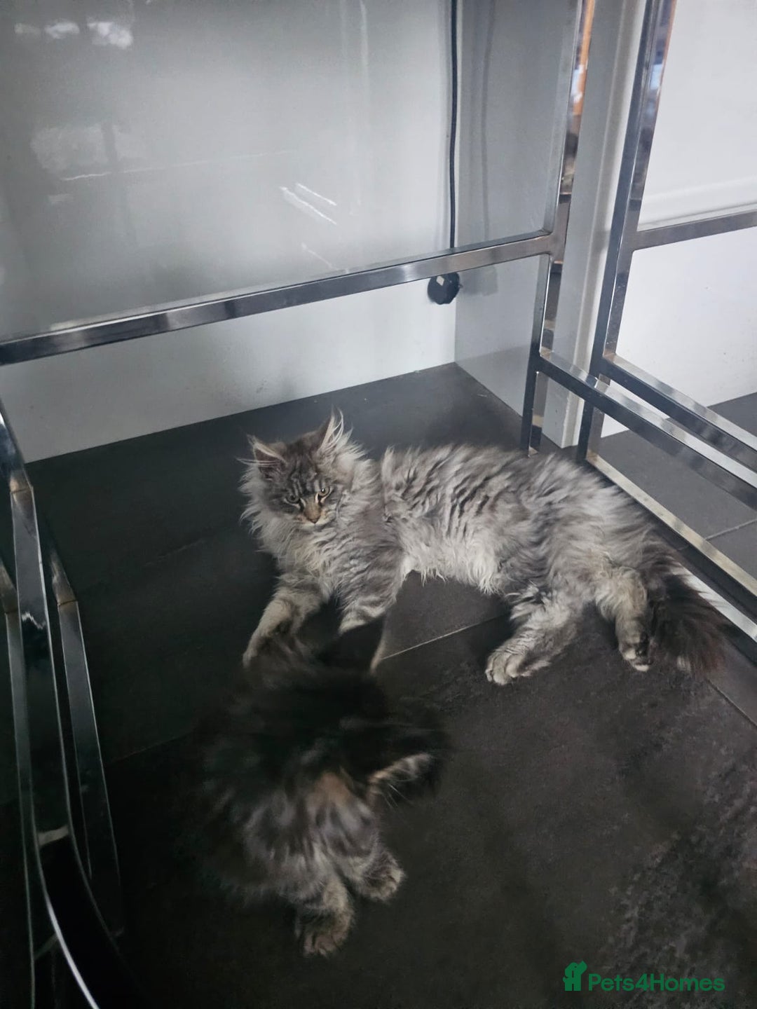 Maine Coon cats for sale: MAINE COON KITTENS - Advert 1