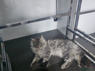 Maine Coon cats MAINE COON KITTENS - Advert 12