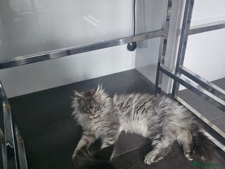 Maine Coon cats MAINE COON KITTENS - Advert 12