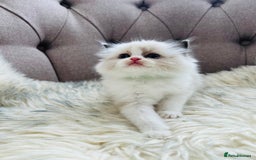 Ragdoll cats for sale: Ragdoll kittens -all reserved😺 - Image 29