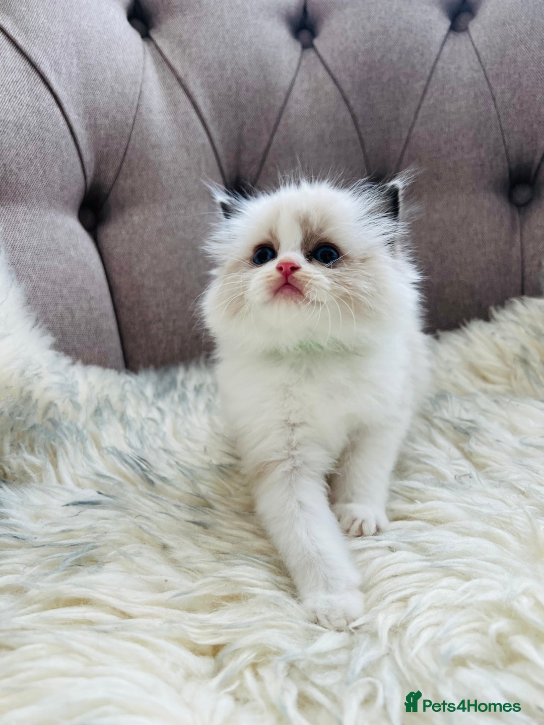 Ragdoll cats for sale: Ragdoll kittens -all reserved😺 - Image 29