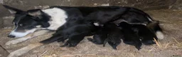Borador dogs for sale: Labrador collie pups  - Advert 16