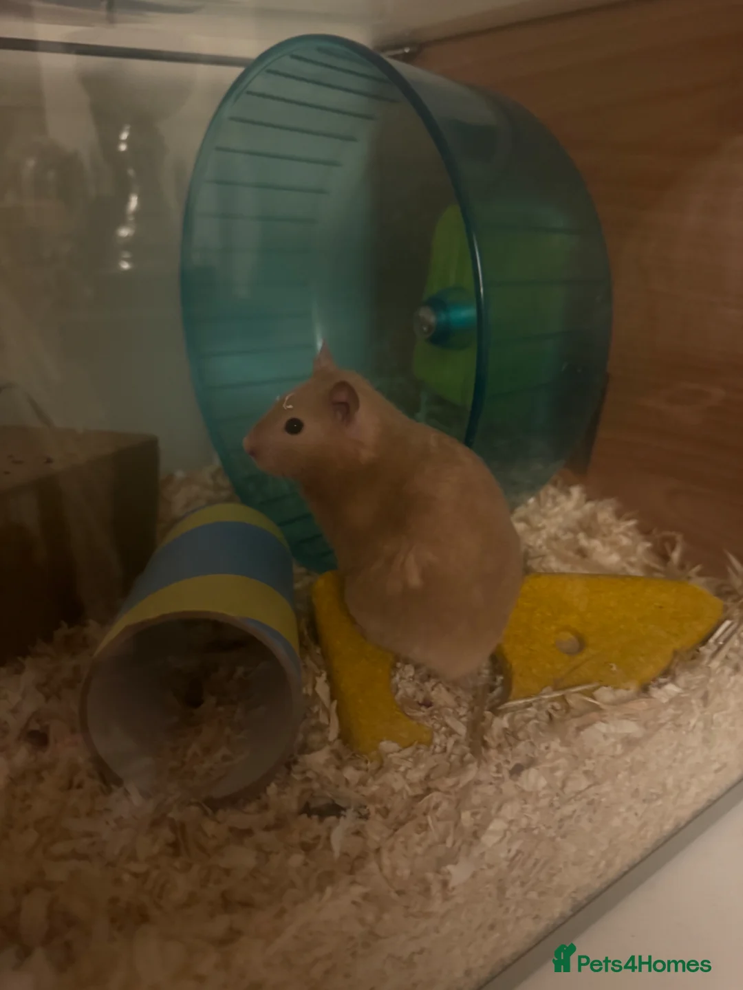 Hamster rodents for sale: Gravy- female Syrian hamster  in Grantham - Advert 2