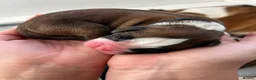 Boxer dogs for sale: Beautiful Boxer Puppies - Advert 8