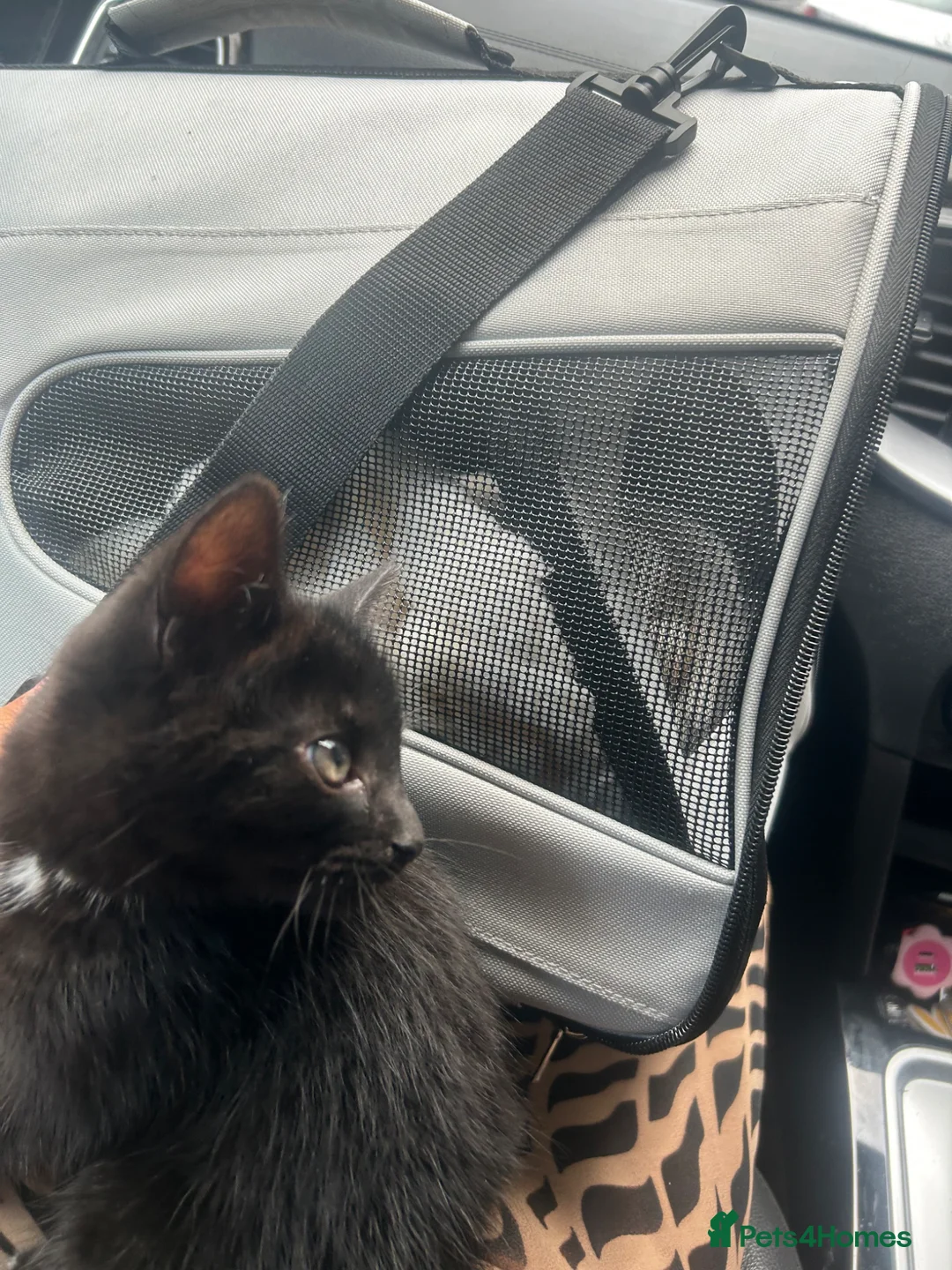 Mixed Breed cats for sale: Adorable Kitten Looking for a Loving Home  - Advert 2