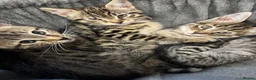 Savannah cats for sale: 🔥 Exceptional Savannah F3Kittens Rare Markings 🔥 - Advert 3