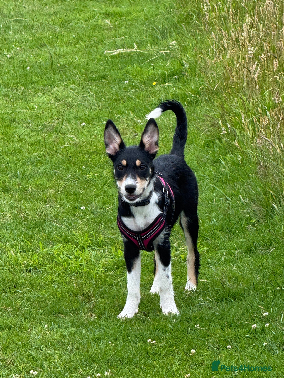 Mixed Breed dogs for sale: * REDUCED * collie x kelpie female pup  - Image 4