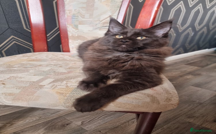 Maine Coon cats in Livingston - Advert 5