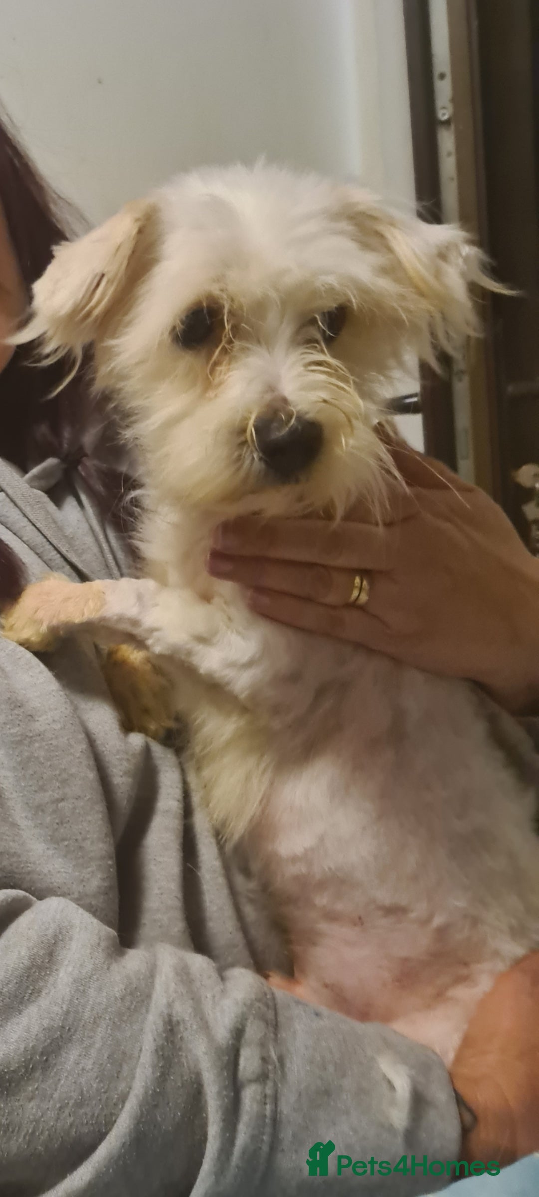 Maltese dogs for adoption: NOEL SMALL BREED 4KG - Advert 1