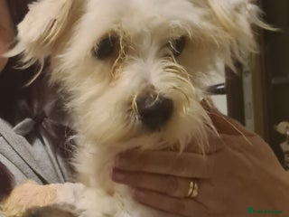 Maltese dogs NOEL SMALL BREED 4KG - Advert 1