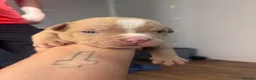 American Bully dogs for sale: Pocket bully pups  in Newcastle upon Tyne - Advert 8