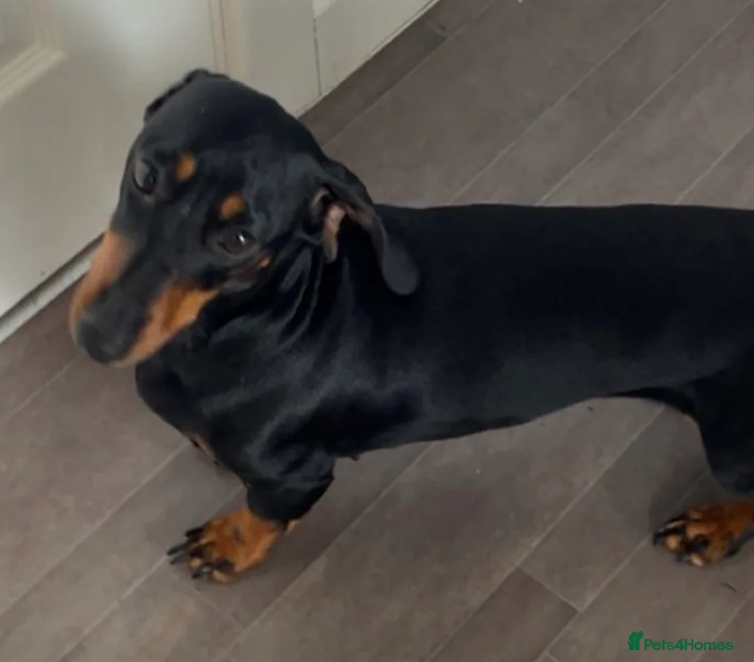 Dachshund dogs for sale: Dachshund - Advert 2