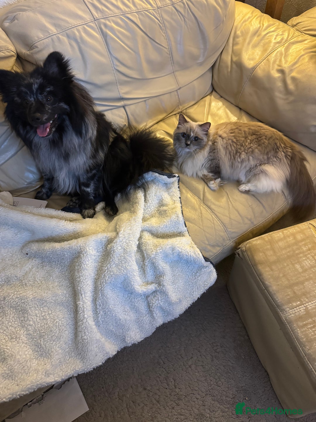 Pomeranian dogs for stud: For stud, Milo - Image 6