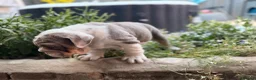English Bulldog dogs for sale: Rare mini english bulldogs  - Advert 24