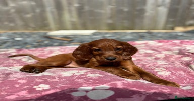 Irish Setter dogs - Advert 3