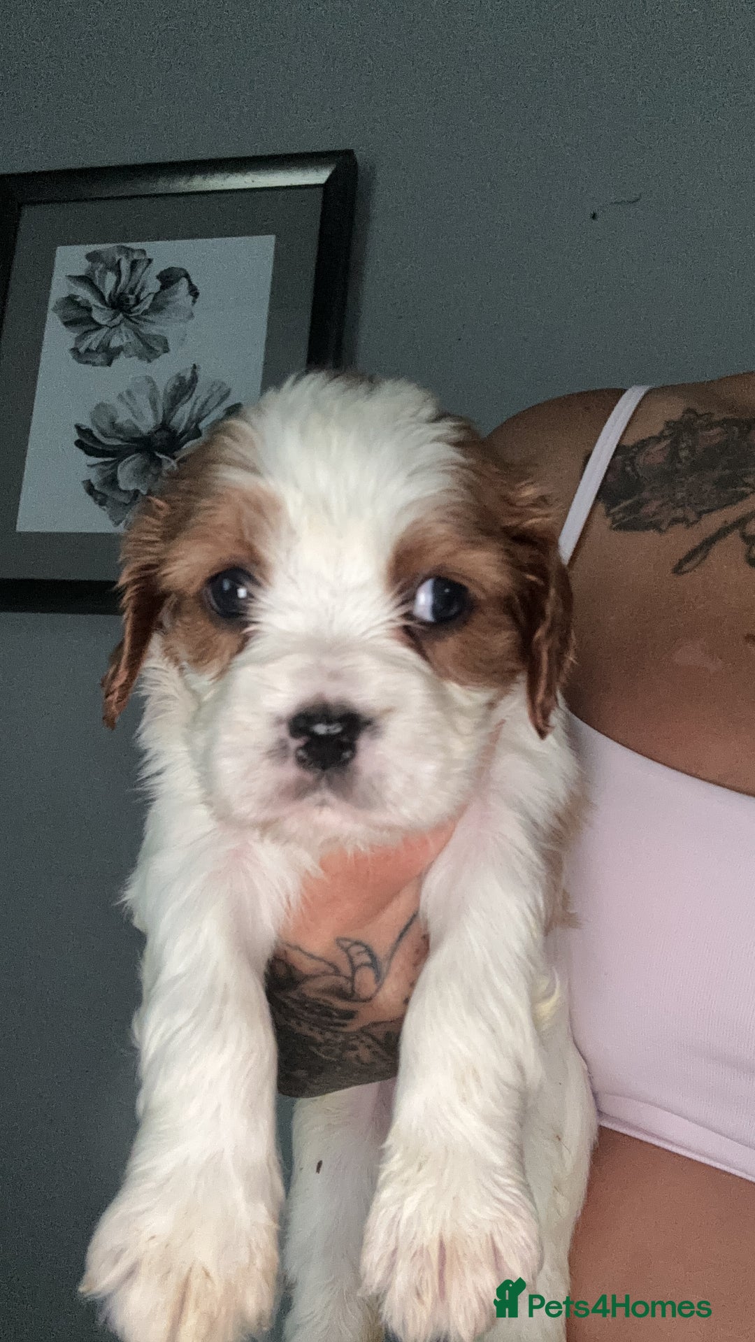 Cavalier King Charles Spaniel dogs for sale: Stunning Litter of cavalier King Charles spaniels  - Image 1