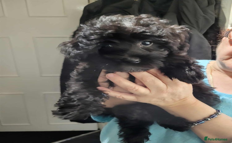 Maltipoo dogs - Advert 5