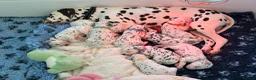 Dalmatian dogs for sale: Exceptional Litter. 2 Boys Remaining  - Advert 17