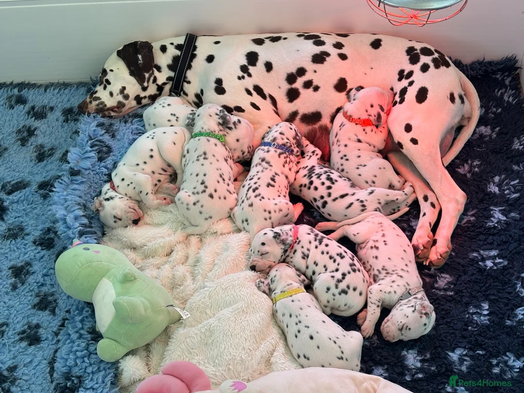 Dalmatian dogs for sale: Exceptional Litter (Sold) - Advert 1