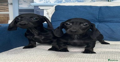 Miniature Dachshund dogs - Advert 5