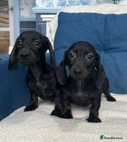 Miniature Dachshund dogs - Advert 5