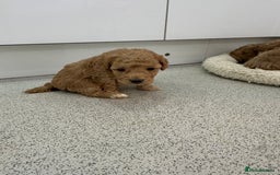 Toy Poodle dogs for sale: Tiny toy poodle boys  - Advert 24