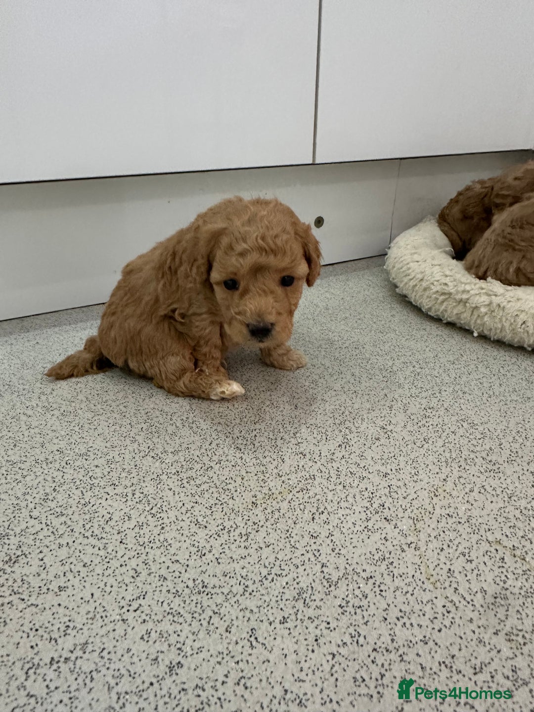 Toy Poodle dogs for sale: Tiny toy poodle boys  - Advert 24