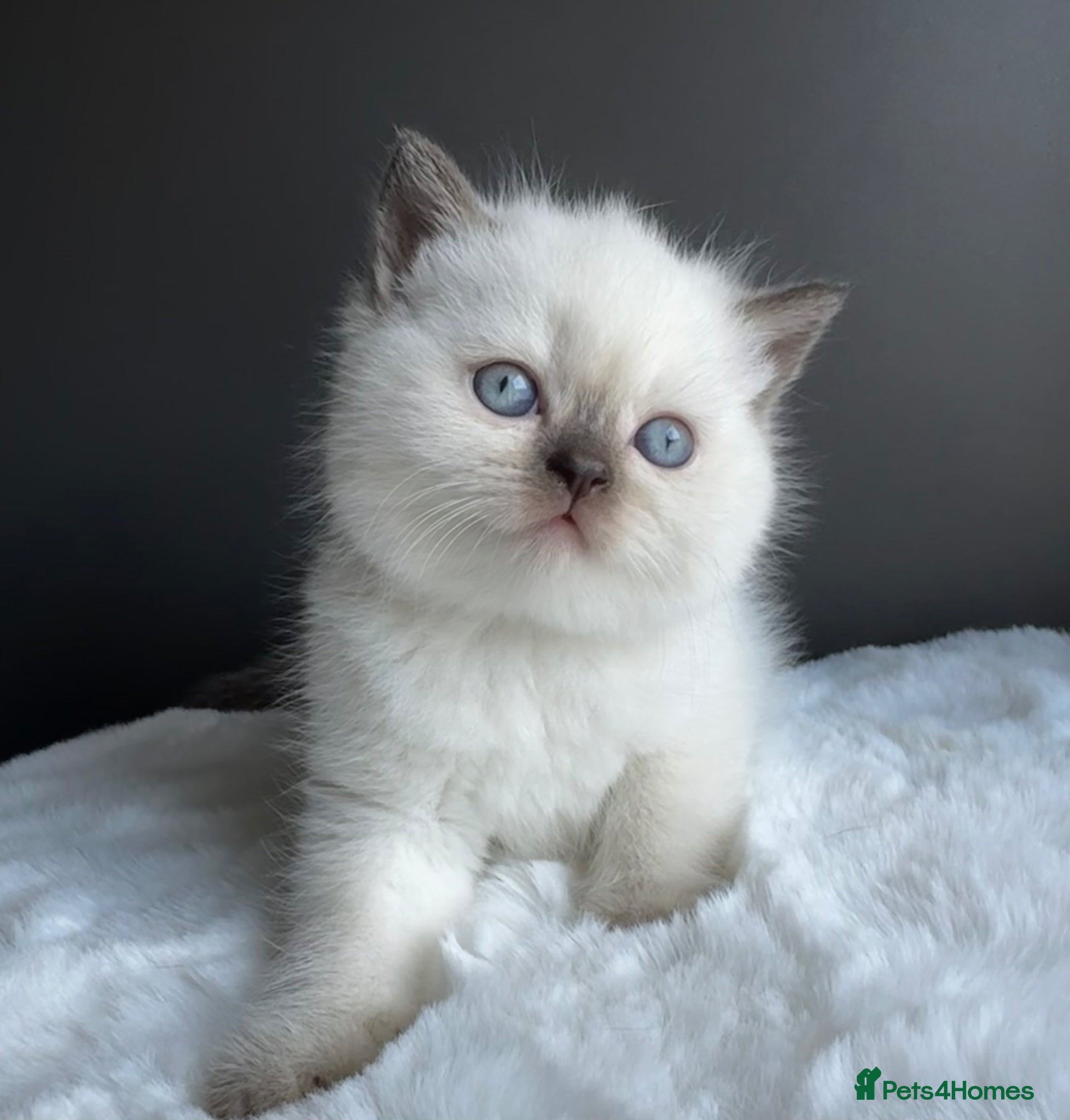 British Shorthair cats British shorthair kittens  - Advert 1