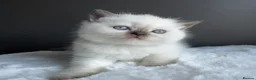 British Shorthair cats for sale: British shorthair kittens  - Advert 3