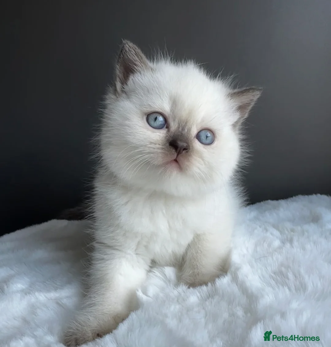 British Shorthair cats for sale: British shorthair kittens  - Advert 2