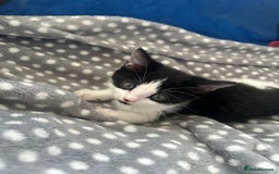 Mixed Breed cats for sale: 2 Kittens for sale[READY TO LEAVE] - Advert 7