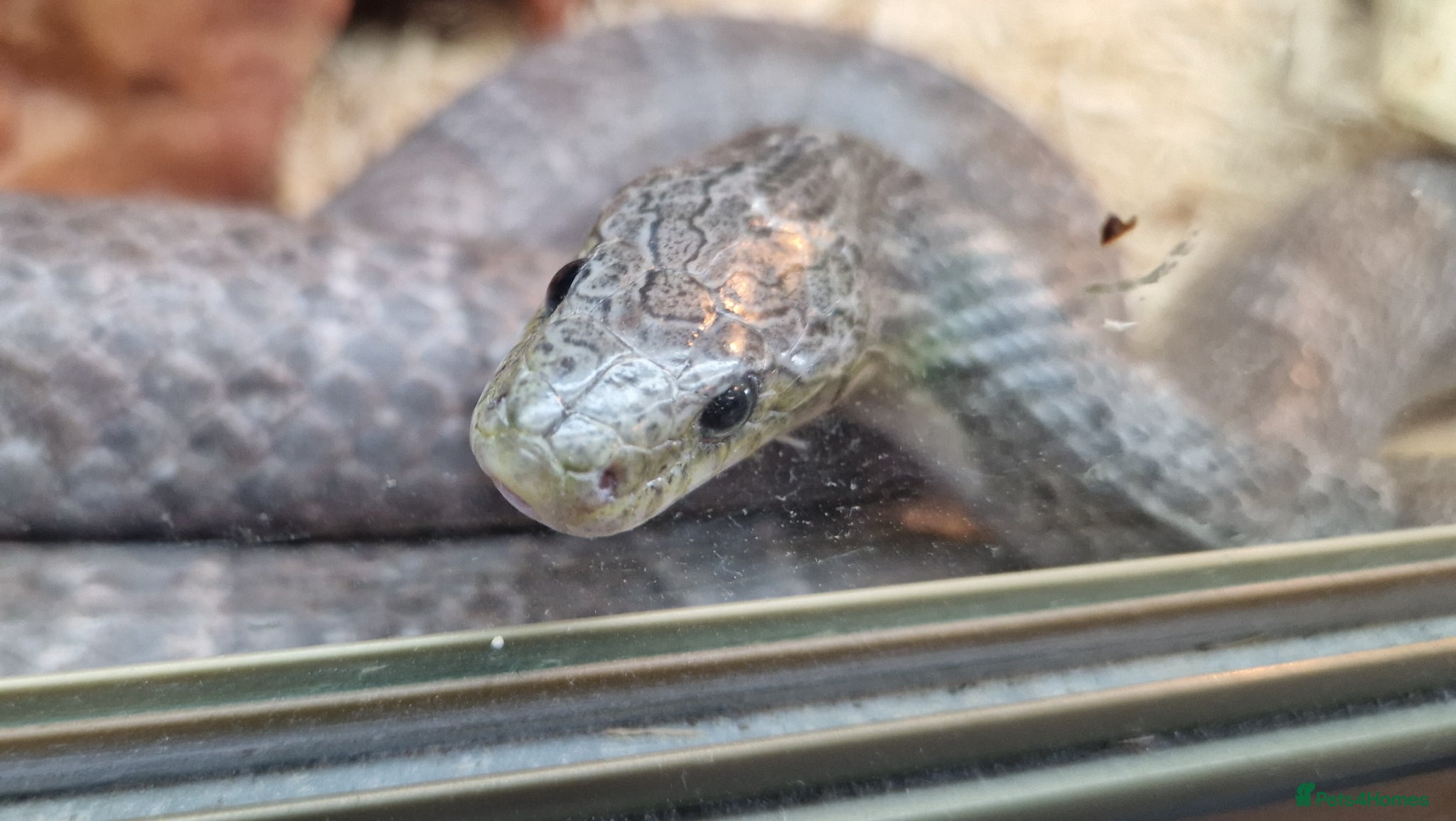Corn Snake reptiles Corn snake  - Advert 10