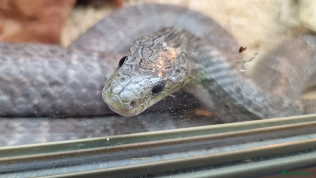 Corn Snake reptiles for sale: Corn snake  - Advert 1