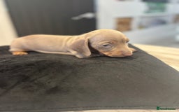 Dachshund dogs for sale: Dachshund Puppy - Image 4