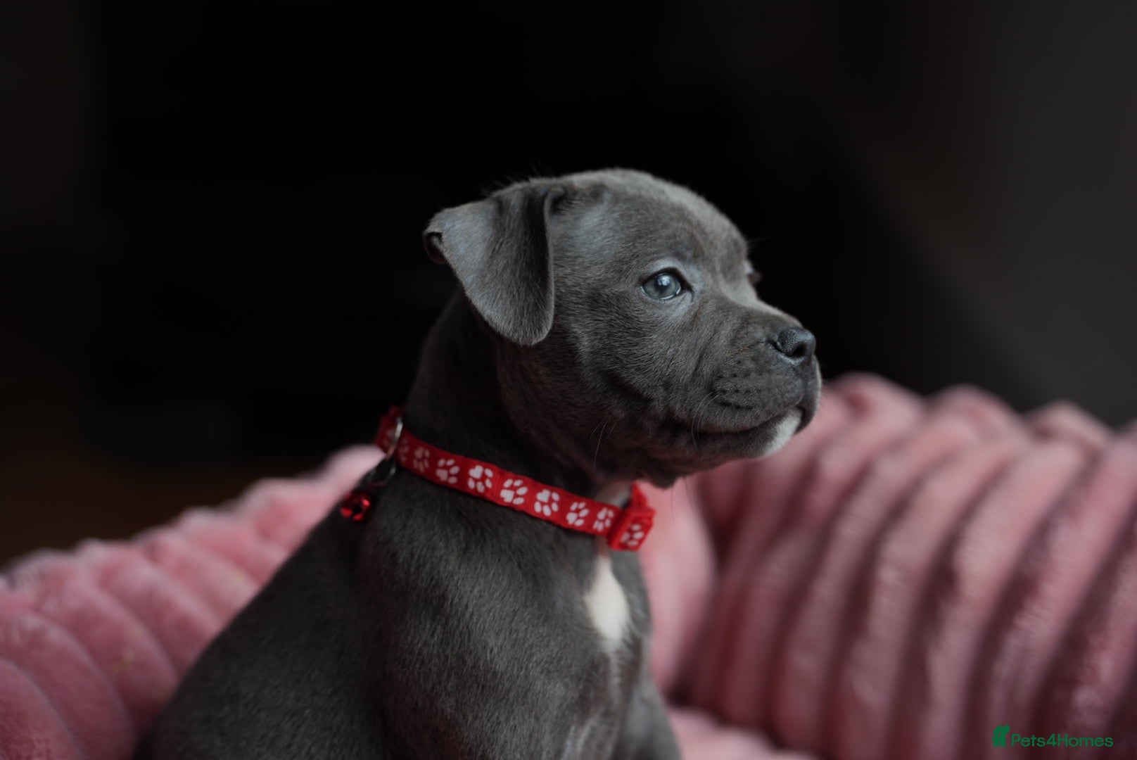 Staffordshire Bull Terrier dogs KC Staffy Puppies - Advert 1