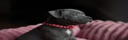 Staffordshire Bull Terrier dogs for sale: KC Staffy Puppies - Advert 6