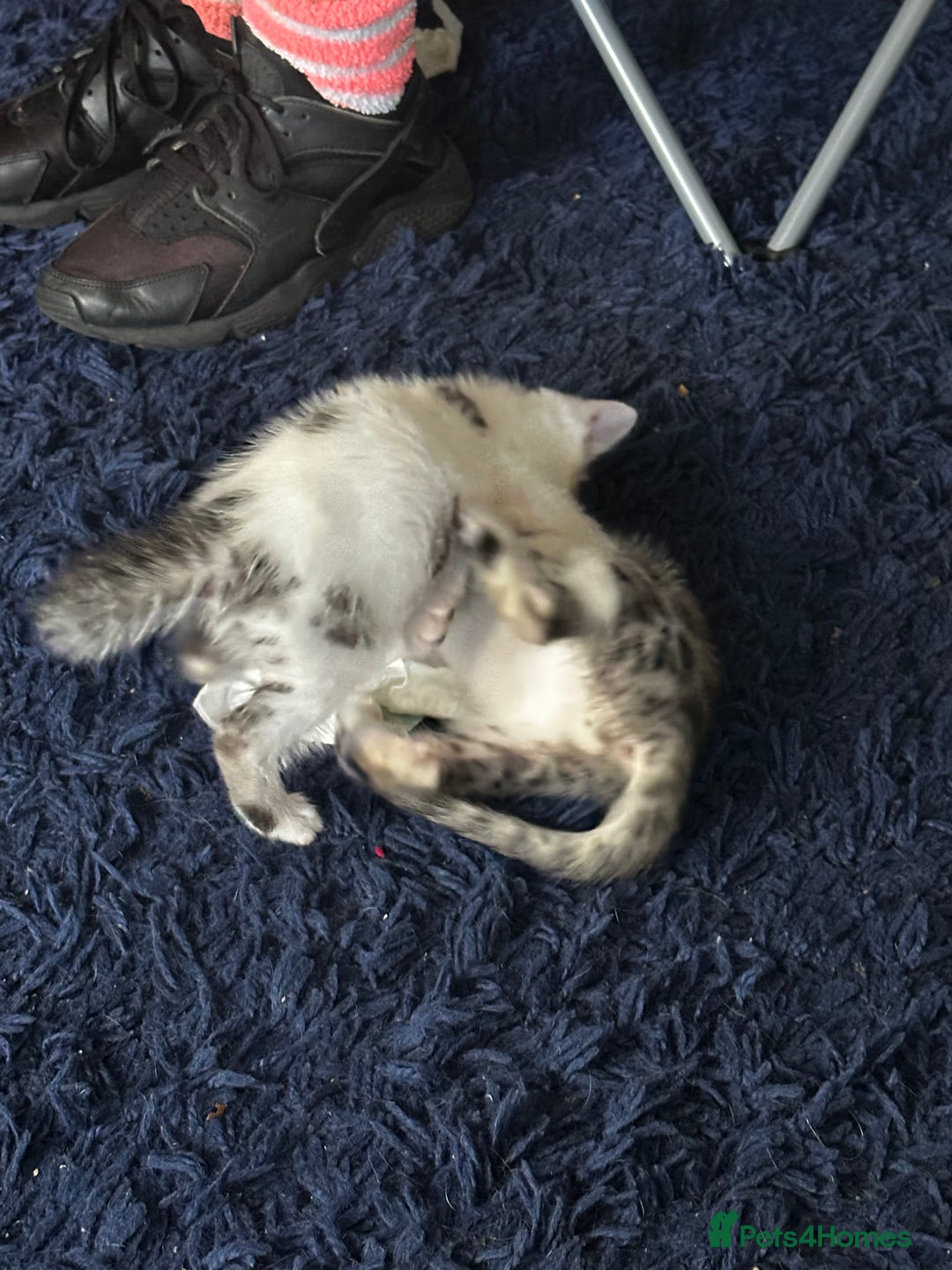 Bengal cats for sale: Bengal kittens  - Image 13