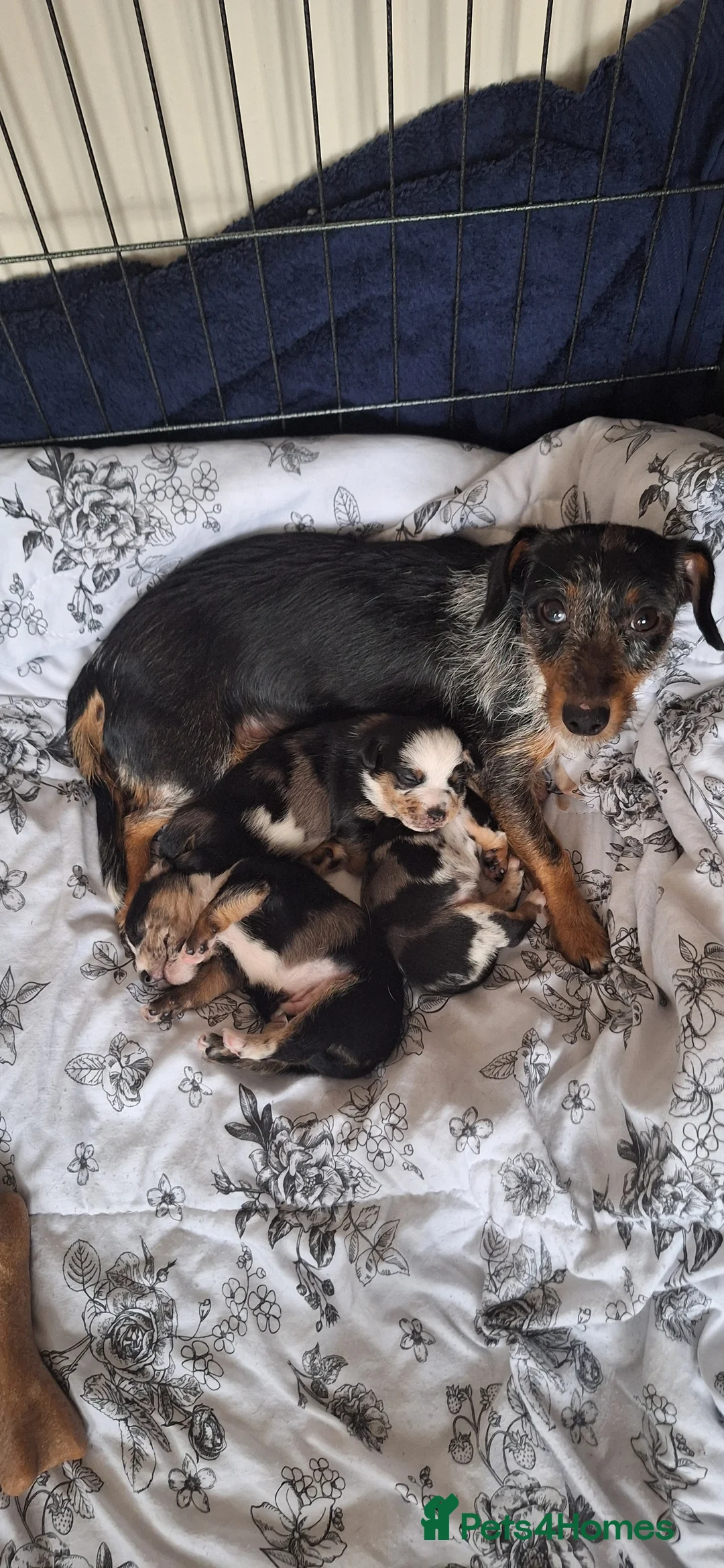 Mixed Breed dogs for sale: 1 beautiful boy left in Maldon - Advert 25