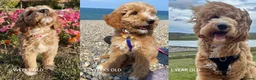 Goldendoodle dogs for sale: Health tested Australian Double Doodles - Advert 10