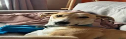 Mixed Breed dogs for sale: Ziggy  in Radstock - Advert 2