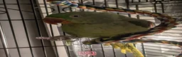 Parakeets birds for sale: Alexandrine parrot in Smethwick - Advert 4