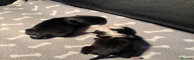 Puppy 3