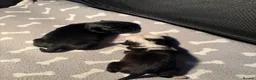 Pug dogs for sale: Bueatiful panda pugs  in Dover - Advert 6